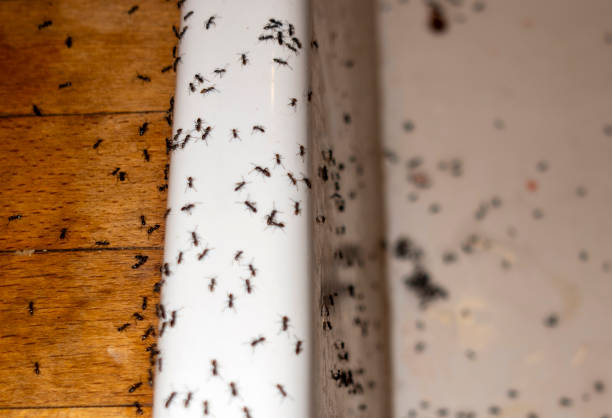 Best Best Pest Control Companies  in Cleveland, OH