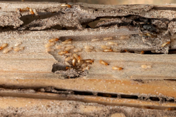 Reliable Cleveland, OH Pest Control Solutions